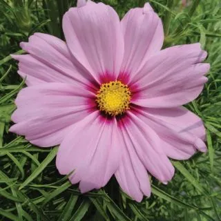 Compra COSMOS CASANOVA PINK F1 (1000 Semillas). en la tienda online Fito Agrícola