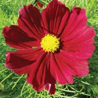 Compra COSMOS CASANOVA RED F1 (1000 Semillas). en la tienda online Fito Agrícola