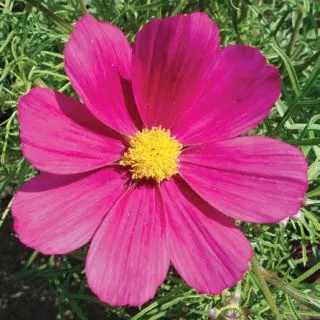 Compra COSMOS CASANOVA VIOLET F1 (1000 Semillas). en la tienda online Fito Agrícola