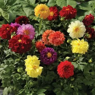 Compra DALIA FRESCO MIX Pildorada F1 (1000 Semillas). en la tienda online Fito Agrícola