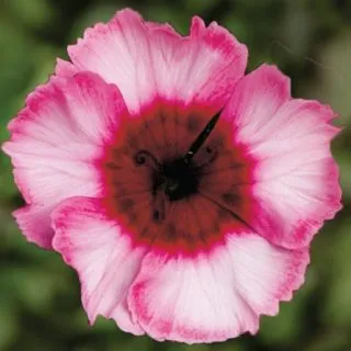 Compra DIANTHUS SUPER PARFAIT RASPBERRY Pildorado F1 (500 Semillas) en la tienda online Fito Agrícola