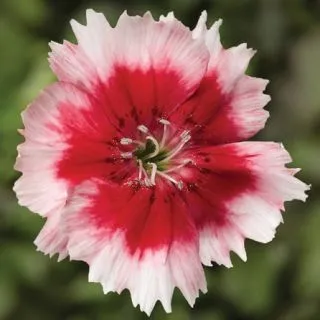 Compra DIANTHUS SUPER PARFAIT RED PEPPERMINT Pildorado F1 (1000 Semillas). en la tienda online Fito Agrícola