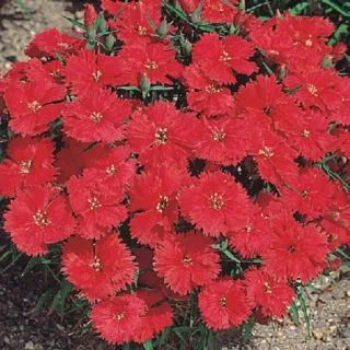 Compra DIANTHUS ARISTO CRIMSON F1 (1000 Semillas). en la tienda online Fito Agrícola