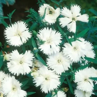 Compra DIANTHUS ARISTO WHITE IMPROVED F1 (1000 Semillas). en la tienda online Fito Agrícola