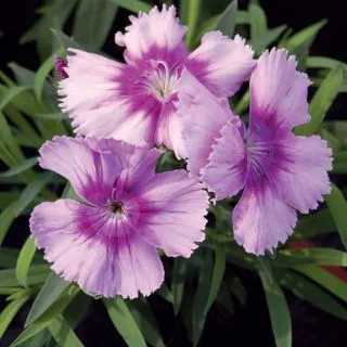 Compra DIANTHUS DIANA LAVENDER PICOTEE Pildorado F1 (1000 Semillas). en la tienda online Fito Agrícola