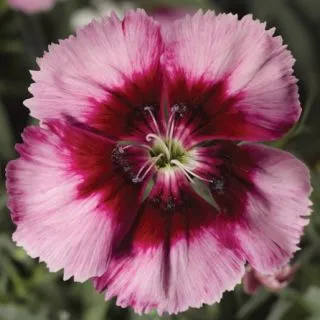 Compra DIANTHUS VENTI PARFAIT CRIMSON EYE Pildorado F1 (1000 Semillas). en la tienda online Fito Agrícola
