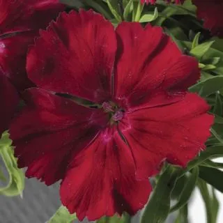 Compra DIANTHUS VENTI PARFAIT CRIMSON Pildorado F1 (1000 Semillas). en la tienda online Fito Agrícola