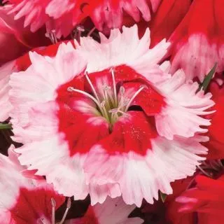 Compra DIANTHUS VENTI PARFAIT STRAWBERRY SHADES Pildorado F1 (1000 Semillas). en la tienda online Fito Agrícola