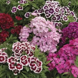Compra DIANTHUS DIABUNDA® MIX Pildorado F1 (1000 Semillas). en la tienda online Fito Agrícola