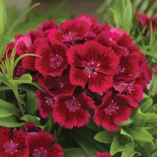 Compra DIANTHUS DIABUNDA® RED Pildorado F1 (1000 Semillas). en la tienda online Fito Agrícola