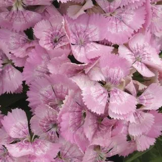 Compra DIANTHUS DIABUNDA® PINK PEARL Pildorado F1 (1000 Semillas). en la tienda online Fito Agrícola
