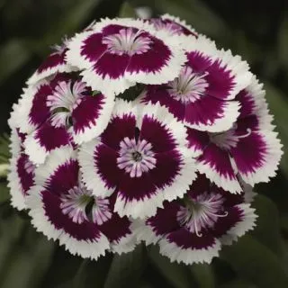 Compra DIANTHUS DIABUNDA® PURPLE PICOTEE Pildorado F1 (1000 Semillas). en la tienda online Fito Agrícola