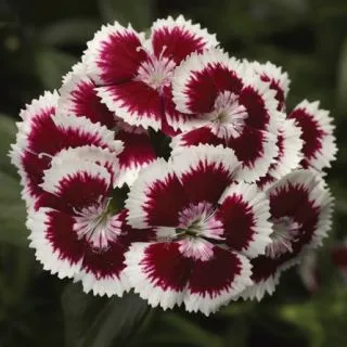 Compra DIANTHUS DIABUNDA® RED PICOTEE Pildorado F1 (1000 Semillas). en la tienda online Fito Agrícola