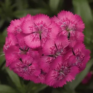 Compra DIANTHUS DIABUNDA® ROSE Pildorado F1 (1000 Semillas). en la tienda online Fito Agrícola
