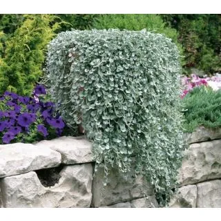 Compra DICHONDRA SILVER FALLS (1000 Semillas). en la tienda online Fito Agrícola