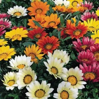 Compra GAZANIA KISS MIX (500 Semillas) en la tienda online Fito Agrícola