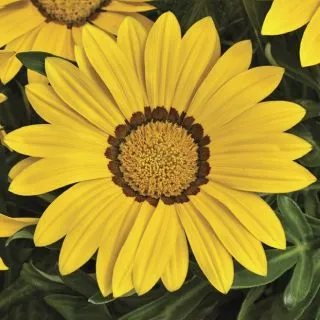 Compra GAZANIA BIG KISS YELLOW F1 (1000 Semillas). en la tienda online Fito Agrícola
