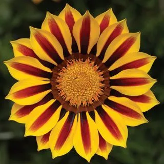 Compra GAZANIA BIG KISS YELLOW FLAME IMPROVED F1 (1000 Semillas). en la tienda online Fito Agrícola