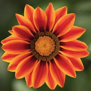 Compra GAZANIA BIG KISS ORANGE FLAME F1 (1000 Semillas). en la tienda online Fito Agrícola
