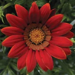 Compra GAZANIA BIG KISS RED F1 (1000 Semillas). en la tienda online Fito Agrícola