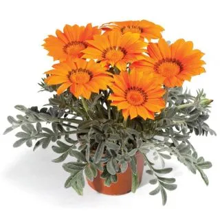 Compra GAZANIA FROSTY KISS ORANGE F1 (1000 Semillas). en la tienda online Fito Agrícola