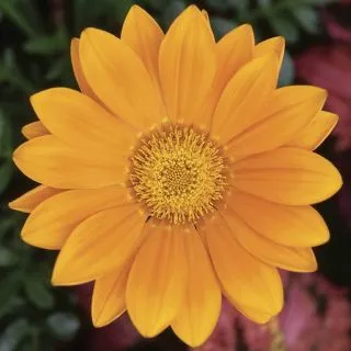 Compra GAZANIA GAZOO® CLEAR ORANGE F1 (1000 Semillas). en la tienda online Fito Agrícola