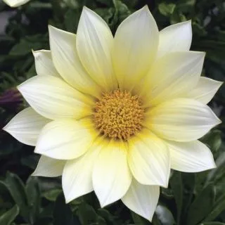 Compra GAZANIA GAZOO® CLEAR VANILLA F1 (1000 Semillas). en la tienda online Fito Agrícola