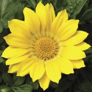Compra GAZANIA GAZOO® CLEAR YELLOW F1 (1000 Semillas). en la tienda online Fito Agrícola