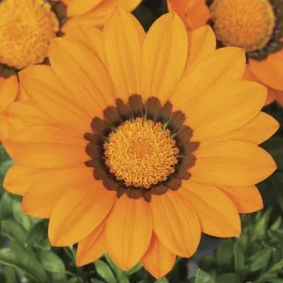Compra GAZANIA GAZOO® ORANGE WITH RING F1 (1000 Semillas). en la tienda online Fito Agrícola