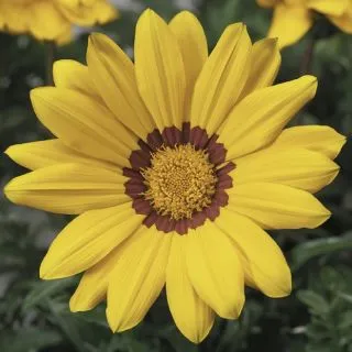 Compra GAZANIA GAZOO® YELLOW WITH RING F1 (1000 Semillas). en la tienda online Fito Agrícola