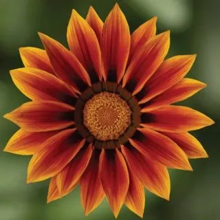 Compra GAZANIA KISS GOLDEN FLAME F1 (1000 Semillas). en la tienda online Fito Agrícola