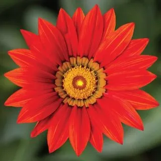 Compra GAZANIA KISS RED F1 (1000 Semillas). en la tienda online Fito Agrícola