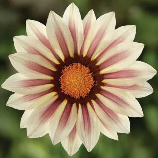 Compra GAZANIA KISS WHITE FLAME F1 (1000 Semillas). en la tienda online Fito Agrícola