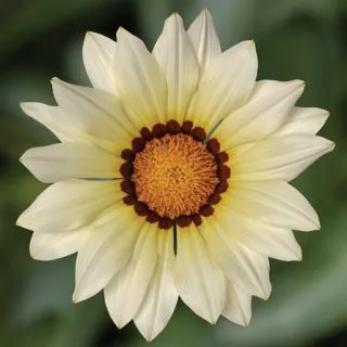Compra GAZANIA KISS WHITE IMPROVED F1 (1000 Semillas). en la tienda online Fito Agrícola