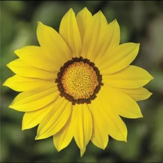 Compra GAZANIA KISS YELLOW F1 (1000 Semillas). en la tienda online Fito Agrícola