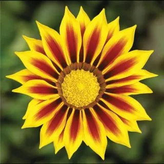 Compra GAZANIA KISS YELLOW FLAME F1 (1000 Semillas). en la tienda online Fito Agrícola