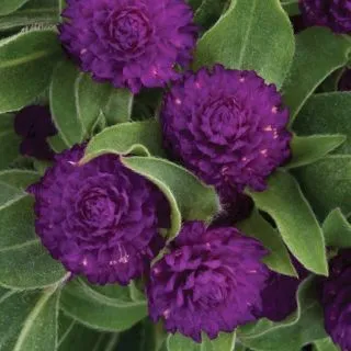 Compra AMARANTO HOLLY VIOLET F1 (1.000 Semillas) en la tienda online Fito Agrícola