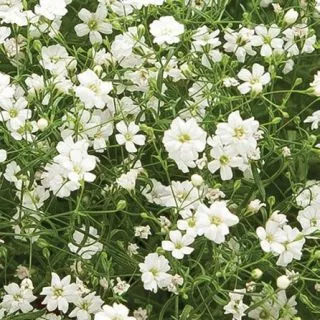 Compra GYPSOPHILA TEENY WHITE F1 (1000 Semillas). en la tienda online Fito Agrícola