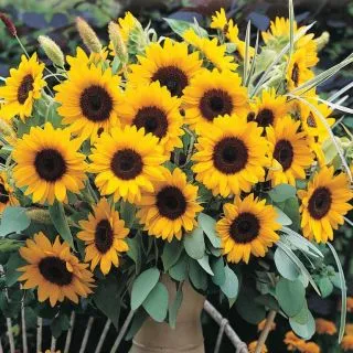 Compra GIRASOL SUNRICH ORANGE DMR F1 (1000 Semillas). en la tienda online Fito Agrícola