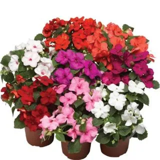 Compra IMPATIENS ACCENT PREMIUM MIX F1 (1000 Semillas). en la tienda online Fito Agrícola
