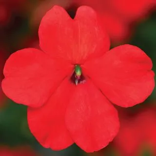 Compra IMPATIENS IMARA® ORANGE F1 (1000 Semillas). en la tienda online Fito Agrícola