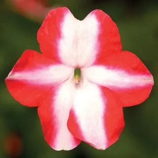 Compra IMPATIENS IMARA® ORANGE STAR F1 (1000 Semillas). en la tienda online Fito Agrícola