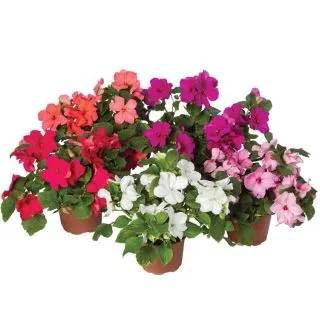 Compra IMPATIENS IMARA® PASTEL MIX F1 (1000 Semillas). en la tienda online Fito Agrícola