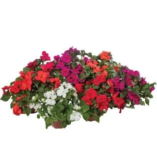 Compra IMPATIENS IMARA® PROFORMULA MIX F1 (1000 Semillas). en la tienda online Fito Agrícola
