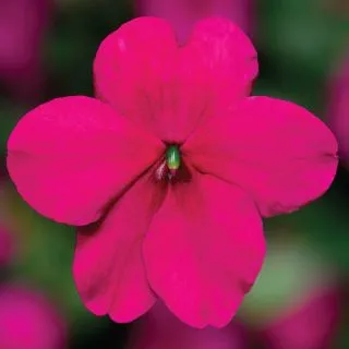 Compra IMPATIENS IMARA® PURPLE F1 (1000 Semillas). en la tienda online Fito Agrícola
