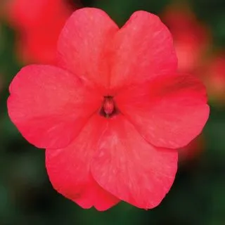 Compra IMPATIENS IMARA® SALMON SHADES F1 (1000 Semillas). en la tienda online Fito Agrícola