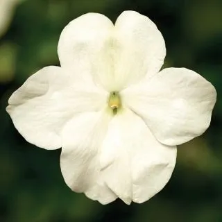 Compra IMPATIENS IMARA® WHITE F1 (1000 Semillas). en la tienda online Fito Agrícola