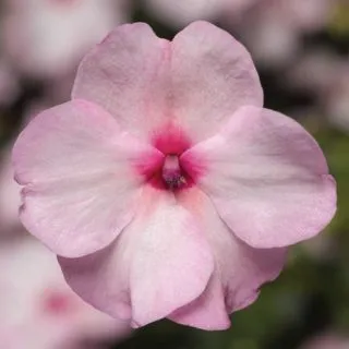 Compra IMPATIENS XTREME BRIGHT EYE F1 (1000 Semillas). en la tienda online Fito Agrícola