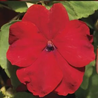 Compra IMPATIENS XTREME RED F1 (1000 Semillas). en la tienda online Fito Agrícola