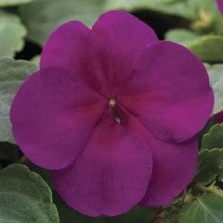 Compra IMPATIENS XTREME VIOLET F1 (1000 Semillas). en la tienda online Fito Agrícola